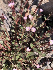 Rhizomatosae
