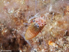 Gnathophyllum elegans