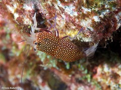 Gnathophyllum elegans