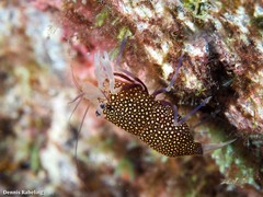 Gnathophyllum elegans