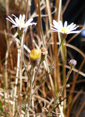 Almutaster pauciflorus