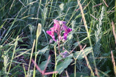 Proboscidea louisianica