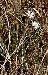 Almutaster pauciflorus