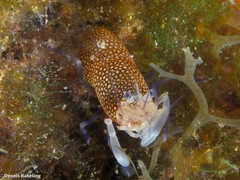 Gnathophyllum elegans