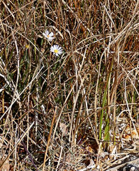 Almutaster pauciflorus