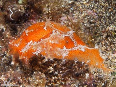 Plocamopherus maderae