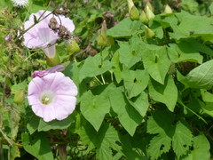 Calystegia × pulchra