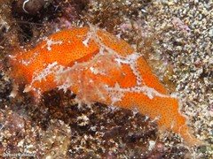 Plocamopherus maderae