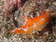 Plocamopherus maderae
