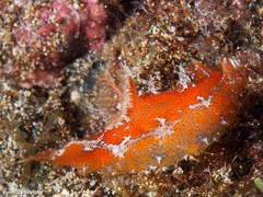Plocamopherus maderae