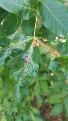 Caryomyia holotricha image
