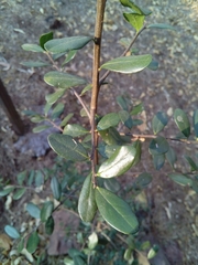 Diospyros xolocotzii