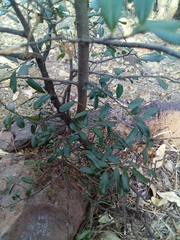 Diospyros xolocotzii