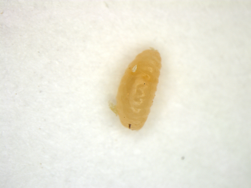 Caryomyia image