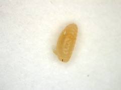 Caryomyia holotricha image