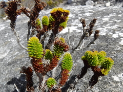 Stilbe overbergensis