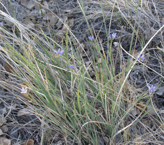 Sisyrinchium halophilum