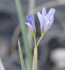 Sisyrinchium halophilum