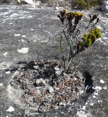 Stilbe overbergensis