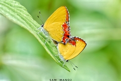 Heliophorus epicles