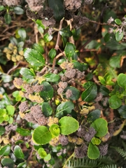 Bystropogon canariensis