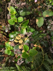 Bystropogon canariensis