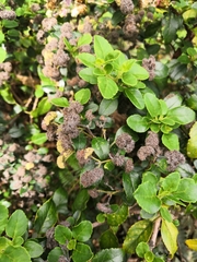 Bystropogon canariensis