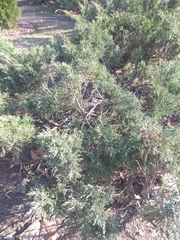 Juniperus sabina sabina