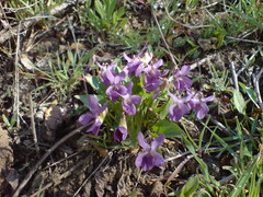 Viola ambigua