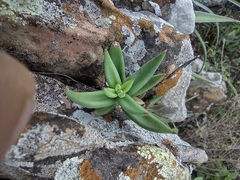 Lenophyllum latum