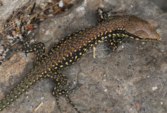 Podarcis muralis
