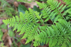 Macrothelypteris