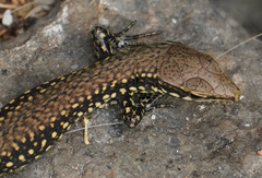 Podarcis muralis