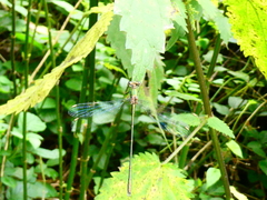 Chalcolestes viridis