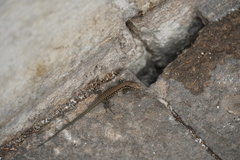 Podarcis muralis
