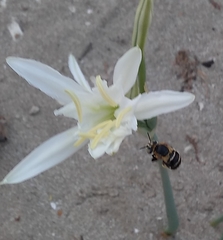 Amegilla quadrifasciata