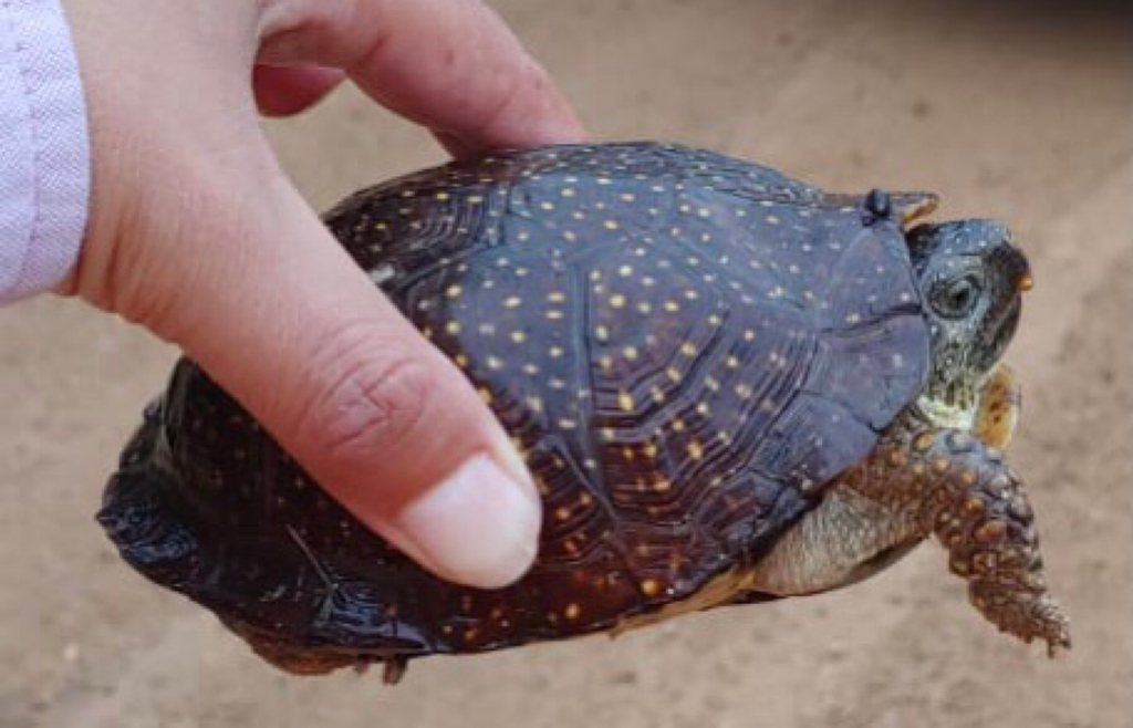 Northern Spotted Box Turtle in August 2021 by andrealicialo · iNaturalist