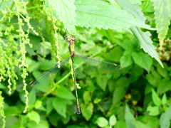 Chalcolestes viridis