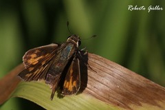 Vinius pulcherrimus