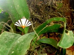 Eulepidotis geminata