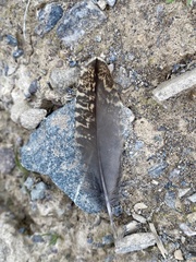 Canachites canadensis