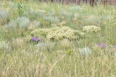 Liatris punctata punctata