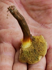 Xerocomellus cisalpinus