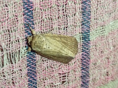 Spodoptera pecten