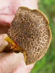 Xerocomellus cisalpinus