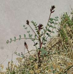 Astragalus preussii