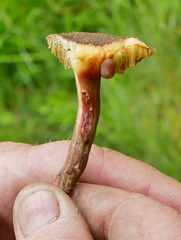 Xerocomellus cisalpinus