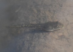 Hyla arenicolor