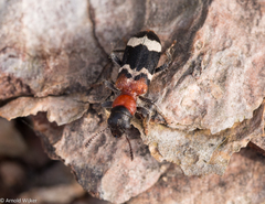 Thanasimus formicarius