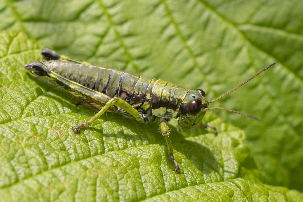 Wingless Mountain Grasshopper